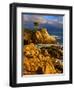 Lone cypress on the coast, Pebble Beach, Monterey County, California, USA-null-Framed Photographic Print