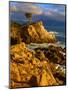 Lone cypress on the coast, Pebble Beach, Monterey County, California, USA-null-Mounted Photographic Print