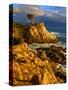 Lone cypress on the coast, Pebble Beach, Monterey County, California, USA-null-Stretched Canvas