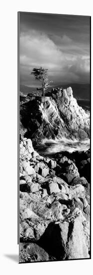 Lone cypress on the coast, Pebble Beach, Monterey County, California, USA-null-Mounted Photographic Print