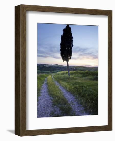 Lone Cypress Tree at Sunset, Near Pienza, Tuscany, Italy, Europe-Lee Frost-Framed Photographic Print