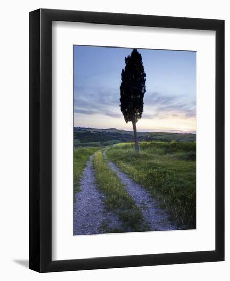 Lone Cypress Tree at Sunset, Near Pienza, Tuscany, Italy, Europe-Lee Frost-Framed Photographic Print