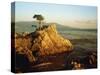 Lone Cypress Tree on Rocky Outcrop at Dusk, Carmel, California, USA-Howell Michael-Stretched Canvas