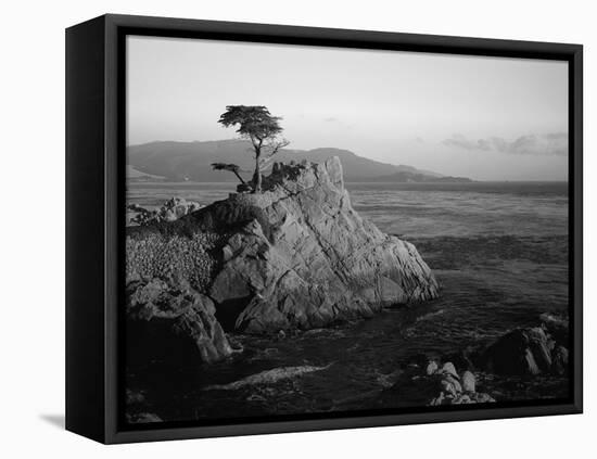 Lone Cypress Tree on Rocky Outcrop at Dusk, Carmel, California, USA-Howell Michael-Framed Stretched Canvas