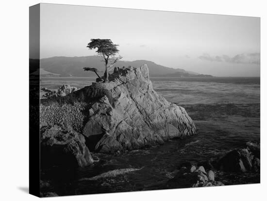 Lone Cypress Tree on Rocky Outcrop at Dusk, Carmel, California, USA-Howell Michael-Stretched Canvas