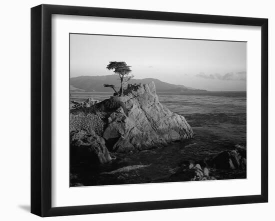 Lone Cypress Tree on Rocky Outcrop at Dusk, Carmel, California, USA-Howell Michael-Framed Photographic Print