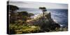 Lone Cypress Tree-George Oze-Stretched Canvas