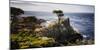 Lone Cypress Tree-George Oze-Mounted Photographic Print
