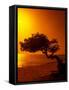 Lone Divi Divi Tree at Sunset, Aruba-Bill Bachmann-Framed Stretched Canvas