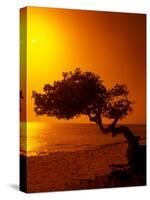 Lone Divi Divi Tree at Sunset, Aruba-Bill Bachmann-Stretched Canvas