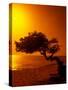 Lone Divi Divi Tree at Sunset, Aruba-Bill Bachmann-Stretched Canvas