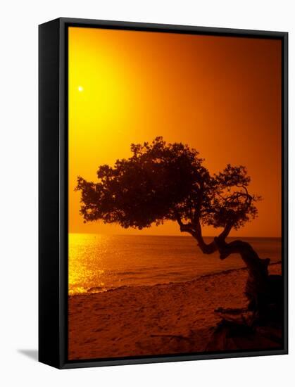 Lone Divi Divi Tree at Sunset, Aruba-Bill Bachmann-Framed Stretched Canvas