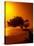 Lone Divi Divi Tree at Sunset, Aruba-Bill Bachmann-Stretched Canvas