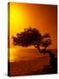 Lone Divi Divi Tree at Sunset, Aruba-Bill Bachmann-Stretched Canvas