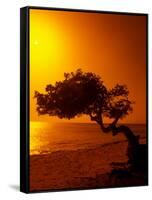 Lone Divi Divi Tree at Sunset, Aruba-Bill Bachmann-Framed Stretched Canvas