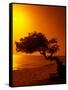 Lone Divi Divi Tree at Sunset, Aruba-Bill Bachmann-Framed Stretched Canvas