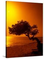 Lone Divi Divi Tree at Sunset, Aruba-Bill Bachmann-Stretched Canvas