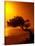 Lone Divi Divi Tree at Sunset, Aruba-Bill Bachmann-Stretched Canvas