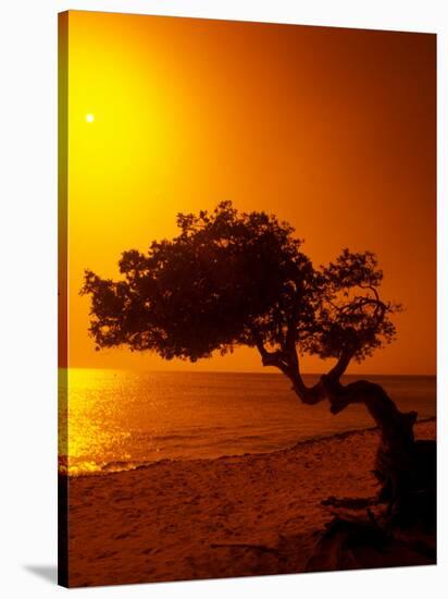 Lone Divi Divi Tree at Sunset, Aruba-Bill Bachmann-Stretched Canvas