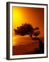 Lone Divi Divi Tree at Sunset, Aruba-Bill Bachmann-Framed Premium Photographic Print