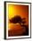 Lone Divi Divi Tree at Sunset, Aruba-Bill Bachmann-Framed Premium Photographic Print