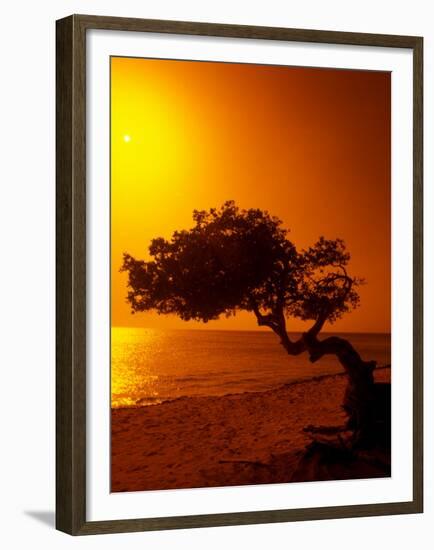 Lone Divi Divi Tree at Sunset, Aruba-Bill Bachmann-Framed Premium Photographic Print