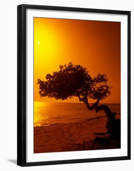 Lone Divi Divi Tree at Sunset, Aruba-Bill Bachmann-Framed Premium Photographic Print