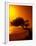 Lone Divi Divi Tree at Sunset, Aruba-Bill Bachmann-Framed Premium Photographic Print