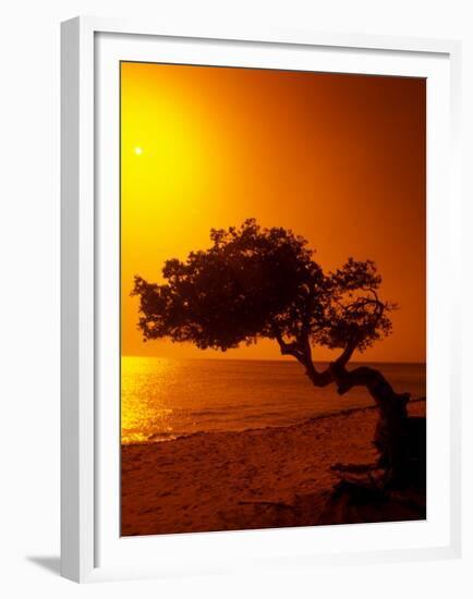 Lone Divi Divi Tree at Sunset, Aruba-Bill Bachmann-Framed Premium Photographic Print