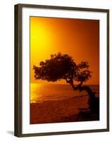 Lone Divi Divi Tree at Sunset, Aruba-Bill Bachmann-Framed Premium Photographic Print