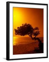 Lone Divi Divi Tree at Sunset, Aruba-Bill Bachmann-Framed Premium Photographic Print