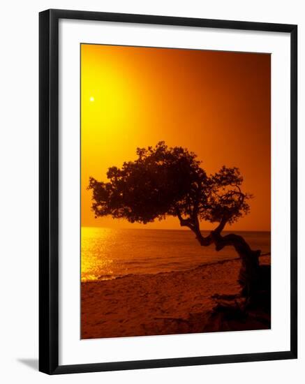 Lone Divi Divi Tree at Sunset, Aruba-Bill Bachmann-Framed Premium Photographic Print