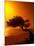 Lone Divi Divi Tree at Sunset, Aruba-Bill Bachmann-Mounted Premium Photographic Print