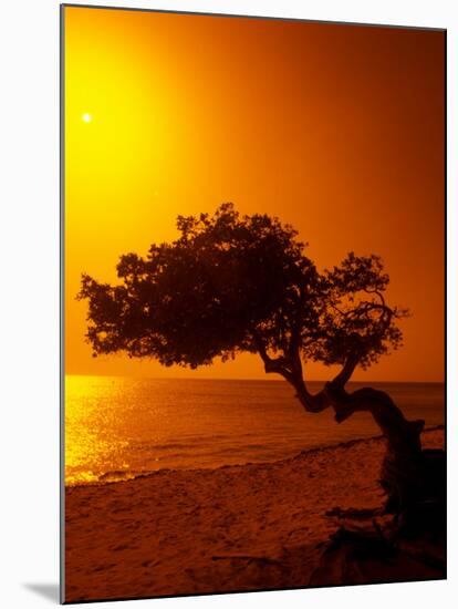 Lone Divi Divi Tree at Sunset, Aruba-Bill Bachmann-Mounted Premium Photographic Print