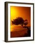 Lone Divi Divi Tree at Sunset, Aruba-Bill Bachmann-Framed Photographic Print