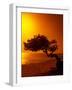 Lone Divi Divi Tree at Sunset, Aruba-Bill Bachmann-Framed Photographic Print