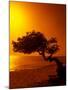 Lone Divi Divi Tree at Sunset, Aruba-Bill Bachmann-Mounted Photographic Print