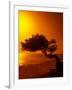 Lone Divi Divi Tree at Sunset, Aruba-Bill Bachmann-Framed Photographic Print