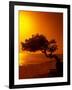 Lone Divi Divi Tree at Sunset, Aruba-Bill Bachmann-Framed Photographic Print