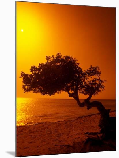 Lone Divi Divi Tree at Sunset, Aruba-Bill Bachmann-Mounted Photographic Print