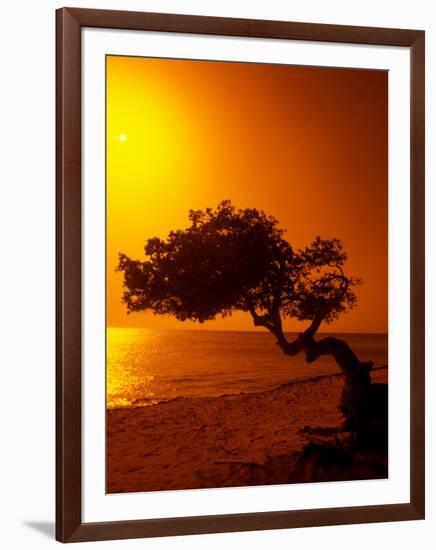 Lone Divi Divi Tree at Sunset, Aruba-Bill Bachmann-Framed Photographic Print