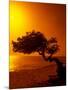 Lone Divi Divi Tree at Sunset, Aruba-Bill Bachmann-Mounted Photographic Print