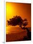 Lone Divi Divi Tree at Sunset, Aruba-Bill Bachmann-Framed Photographic Print