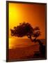 Lone Divi Divi Tree at Sunset, Aruba-Bill Bachmann-Framed Photographic Print
