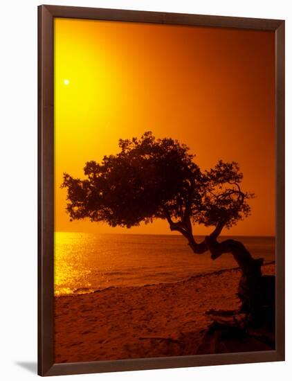 Lone Divi Divi Tree at Sunset, Aruba-Bill Bachmann-Framed Photographic Print