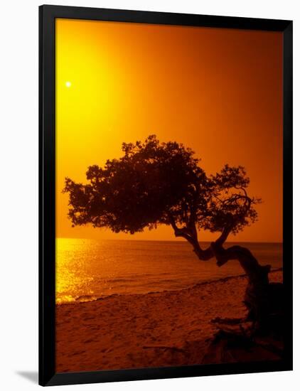 Lone Divi Divi Tree at Sunset, Aruba-Bill Bachmann-Framed Photographic Print