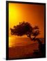 Lone Divi Divi Tree at Sunset, Aruba-Bill Bachmann-Framed Photographic Print