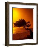 Lone Divi Divi Tree at Sunset, Aruba-Bill Bachmann-Framed Photographic Print