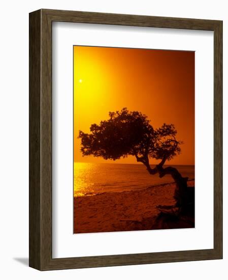 Lone Divi Divi Tree at Sunset, Aruba-Bill Bachmann-Framed Photographic Print