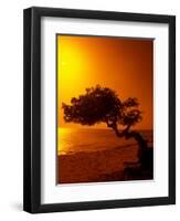 Lone Divi Divi Tree at Sunset, Aruba-Bill Bachmann-Framed Photographic Print